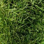 Afang / Ukazi- 1 Large Heap (Sliceed) (Local Market)