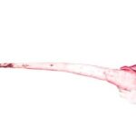 Cow Tail – Medium (Local Market)
