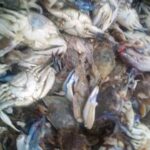 Crabs “12 pcs”- About 1kg (Local Market)