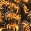 Dried Snails (Jumbo) – 20 Pcs