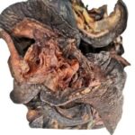 Dried Snails (large) – 20 pcs
