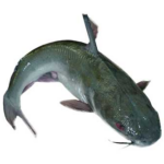 Fresh Catfish, About 1.2kg (Local Market)