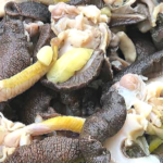 Fresh Jumbo Snails (Deshelled) – 20 pcs