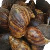 Fresh Snails, Medium (With Shell) – 20 pcs