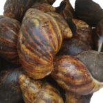 Fresh Snails, Medium (With Shell) – 20 pcs