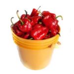 Fresh Tatashe Pepper, paint- (Local Market)