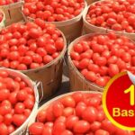 Fresh Tomatoes – Full basket (Local Market)