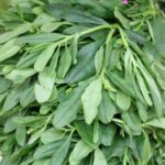 Fresh Water Leaf-1 Bunch (Local Market)