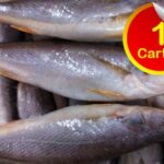 Frozen Croaker Fish – 20kg Carton (Local Market)