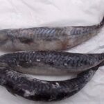 Frozen Titus Fish / Mackerel- “2 Pcs”, About 1kg (Local Market)
