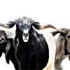 Full medium sized Ram -(Slaughtered) – (Local Market)