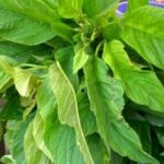 Green/Tete Leaves- 1 medium Bunch (Local Market)