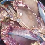 Large Crabs “3 pcs” – 1kg (Local Market )