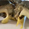 Large Snails – 5 Pieces