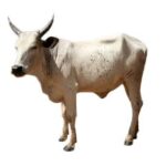 Live Cow (Local Market)