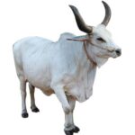 Live Cow – Big (Local Market)
