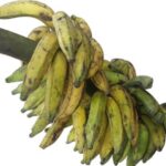 Local Banana Bundle (Kwaranta) – Small seed