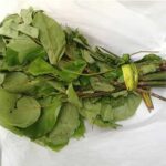 Oha Leaves- “6 Bunches ” (Local Market)