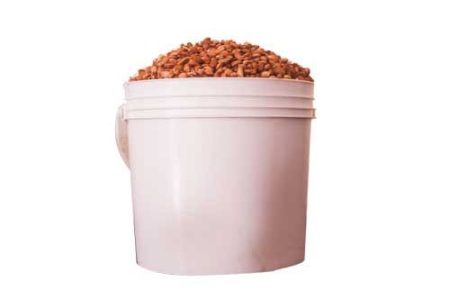 Olotu beans (1 Paint) - 3.3kg (Cleaned)