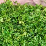 Parsley bunch (Local market)