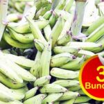 Plantain Bundle Big Seed (1 Bundles, 20-25 Seeds) – Next Day Delivery