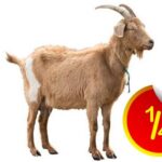 Quarter Goat – Full back lap with Intestine(Local Market)
