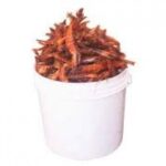 Red Prawns – 1 Derica (Local Market)