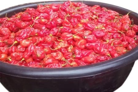 Rodo - Full Basket