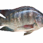 Tilapia – 10kg Carton (Local Market)