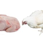Whole Live Chicken Broiler – Butchered (About 2.1kg – Local Market)