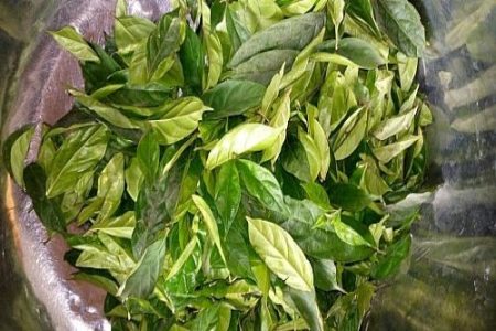 Atama leaf- 5 Bunches, (Local Market)