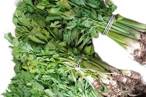 Celery – 1 Bunch (Local market)