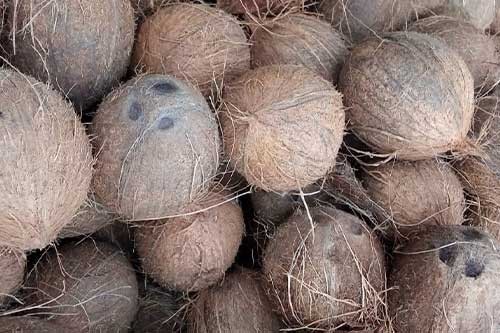 Coconut (Large) 12 Pieces