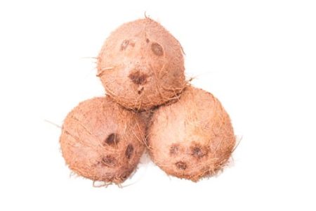 Coconut (Medium) 1 Piece