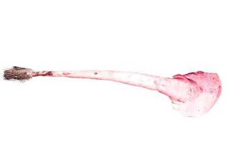 Cow Tail - Medium (Local Market)