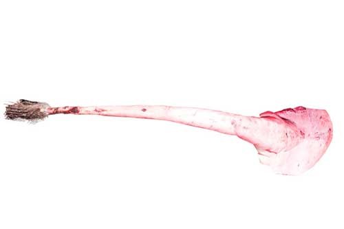 Cow Tail – Medium (Local Market)