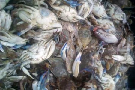 Crabs "12 pcs"- About 1kg (Local Market)