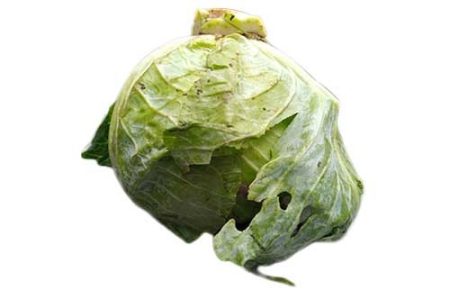 Fresh Cabbage About 1.5kg (Local Market)
