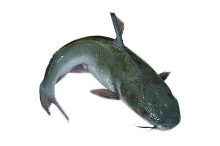 Fresh Catfish, About 1.2kg (Local Market)