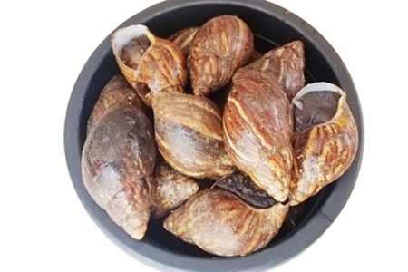 Fresh Snails Extralarge Size, deshelled - 20pcs