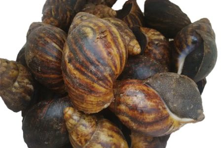 Fresh Snails, Medium (With Shell) - 20 pcs