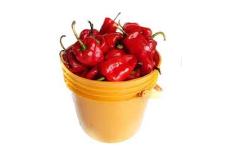 Fresh Tatashe Pepper, paint- (Local Market)