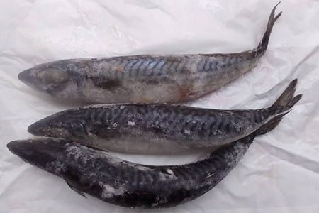 Frozen Titus Fish / Mackerel- "2 Pcs", About 1kg (Local Market)