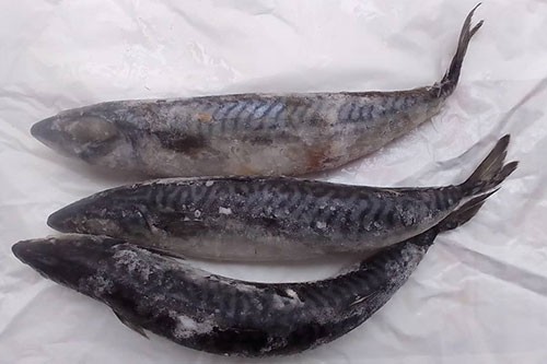Frozen Titus Fish / Mackerel- “2 Pcs”, About 1kg (Local Market)