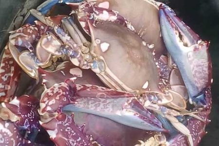 Large Crabs "3 pcs" - 1kg (Local Market )