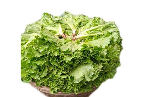 Lettuce – 3 heads, About 0.45kg (Local market)