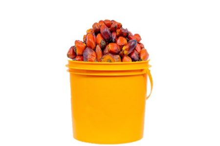 Palm Kernel Fruits (Banga)- 1 Paint, About 3.2kg (Local market)