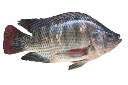 Tilapia - 10kg Carton (Local Market)